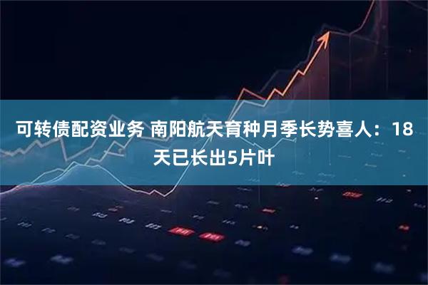 可转债配资业务 南阳航天育种月季长势喜人：18天已长出5片叶